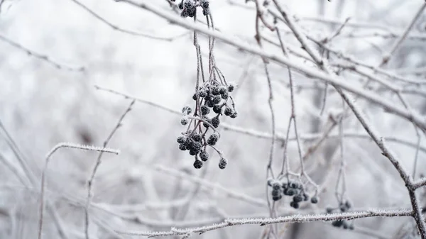 얼어붙은 정원에 있습니다 얼음으로 뒤덮인 서리가 약초와 열매를 있었습니다 겨우살이 — 스톡 사진