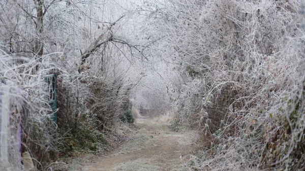 Hermoso Paisaje Niebla Otoñal Con Carretera Rural Mañana Niebla Otoñal — Foto de Stock