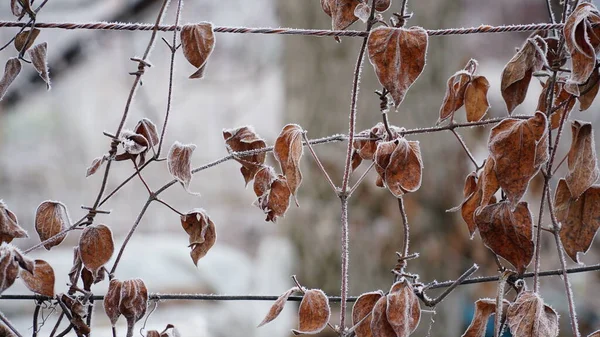 Mrazivé Bobule Zahradě Ledový Chrapot Pokrýval Keře Byliny Bobule Rosehip — Stock fotografie