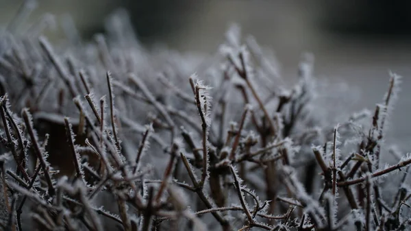 Frosty Bogyók Kertben Jeges Homokfagy Borította Bokrokat Gyógynövényeket Bogyókat Csipkebogyó — Stock Fotó