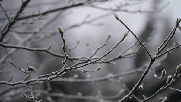 Mrazivé Bobule Zahradě Ledový Chrapot Pokrýval Keře Byliny Bobule Rosehip — Stock fotografie
