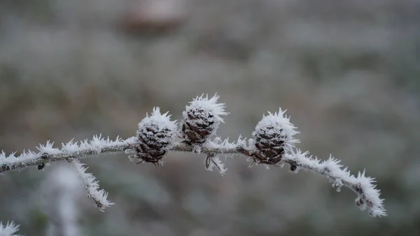 Tráva Pokrytá Mrazem Prvních Podzimních Mrazech Abstraktní Přírodní Zázemí Zelené — Stock fotografie