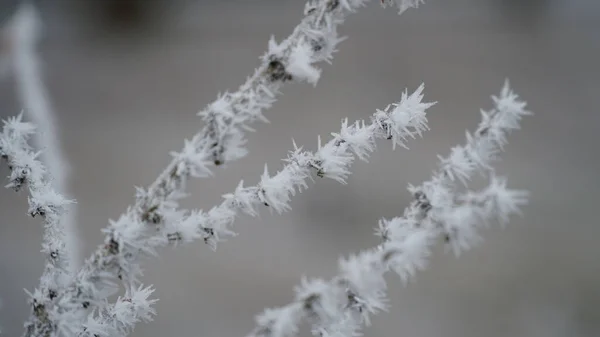 Frosty Berries Garden Icy Hoarfrost Covered Bushes Herbs Berries Rosehip — Stock Photo, Image