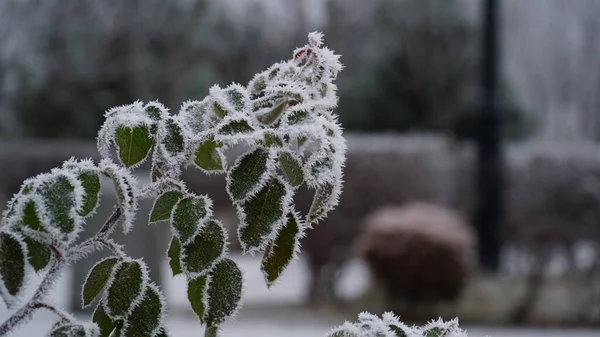 Mrazivé Bobule Zahradě Ledový Chrapot Pokrýval Keře Byliny Bobule Rosehip — Stock fotografie