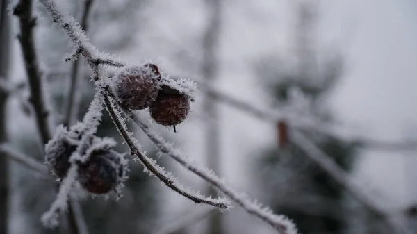 얼어붙은 정원에 있습니다 얼음으로 뒤덮인 서리가 약초와 열매를 있었습니다 겨우살이 — 스톡 사진