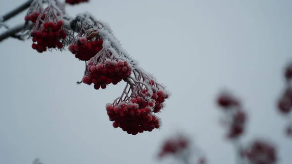 花园里有冰冻的浆果 结冰的霜冻覆盖了灌木丛 香草和浆果 迷迭香 罗文米斯特丽特冬天的天气色彩艳丽的冬季景色 树叶结霜 圣诞节的背景N — 图库照片