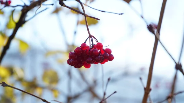 Viburnum Ordinary Viburnum Branches Red Berries Blue Sky Late Autumn — Stock Photo, Image