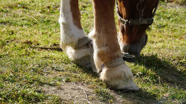 A beautiful bay horse is grazing on a pasture. A brown stallion eats green grass. Adult male equus caballus with black tail and mane on field. Horse breeding. n