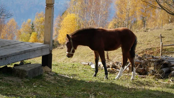 A beautiful bay horse is grazing on a pasture. A brown stallion eats green grass. Adult male equus caballus with black tail and mane on field. Horse breeding. n