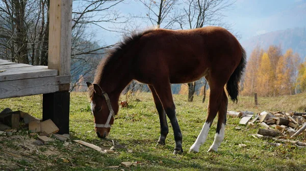 Güzel bir at otlakta otluyor. Kahverengi bir aygır yeşil ot yer. Yetişkin erkek, siyah kuyruklu ve yeleli Caballus 'u sahada eşitliyor. At yetiştiriciliği. n
