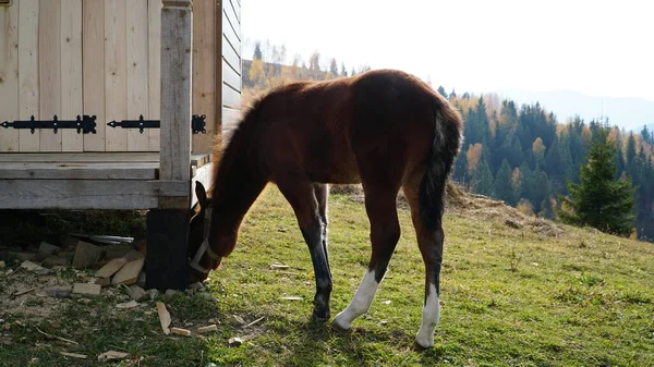 Beautiful Bay Horse Grazing Pasture Brown Stallion Eats Green Grass — Stock Photo, Image
