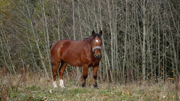 A beautiful bay horse is grazing on a pasture. A brown stallion eats green grass. Adult male equus caballus with black tail and mane on field. Horse breeding. n
