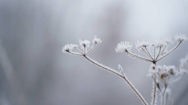 Güzel bir sonbahar sisli kır yolu manzarası. Sonbahar sisli sabahı ve resimli bir ormandaki çimlerin üzerinde donma. n