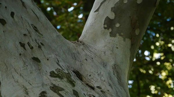 Sycamore Träd Platanus Orientalis Spottade Plana Trädstammen Solljus Bottenvy Parkera — Stockfoto