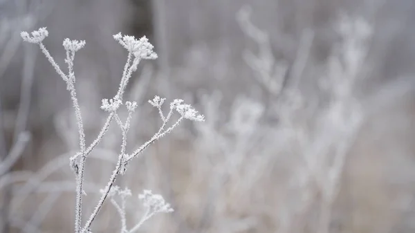 Ледяные Ягоды Саду Ледяные Инеи Покрывали Кусты Травы Ягоды Шиповник — стоковое фото