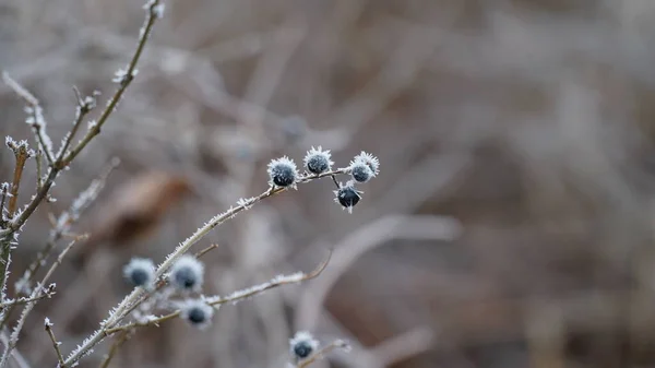 Mrazivé Bobule Zahradě Ledový Chrapot Pokrýval Keře Byliny Bobule Rosehip — Stock fotografie