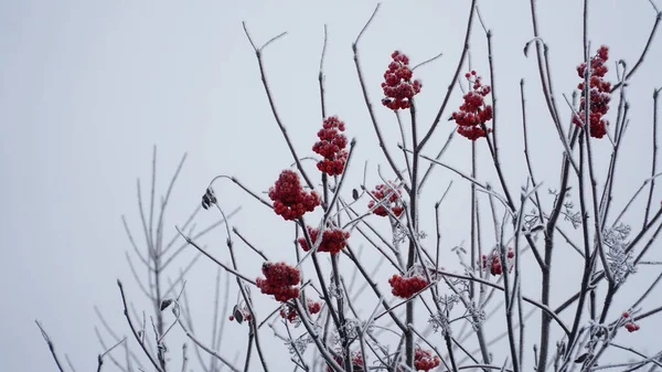 花园里有冰冻的浆果 结冰的霜冻覆盖了灌木丛 香草和浆果 迷迭香 罗文米斯特丽特冬天的天气色彩艳丽的冬季景色 树叶结霜 圣诞节的背景N — 图库照片