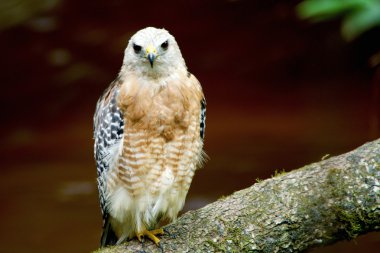 bir oturum açma Şahin