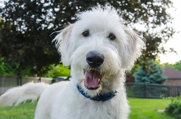 カメラを見ている好奇心が強い犬 — ストック写真