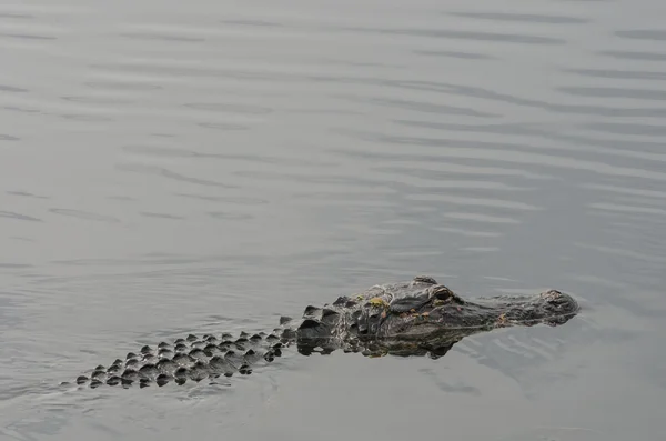 Alligator op oppervlak — Stockfoto
