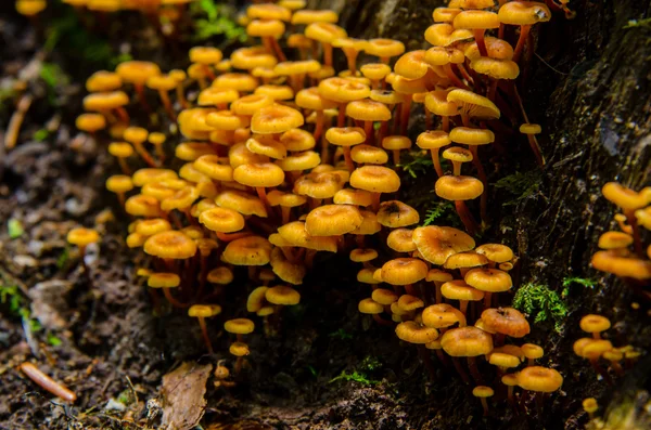 Группа крошечных апельсиновых грибов — стоковое фото