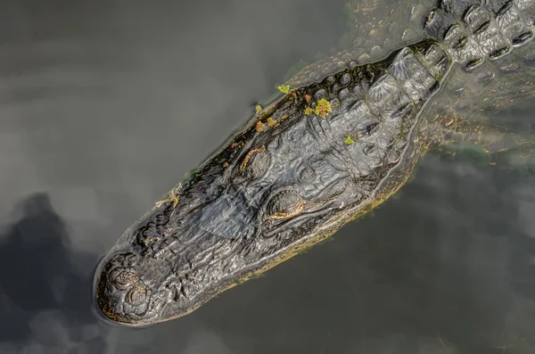 Aligator patrząc w lewo — Zdjęcie stockowe