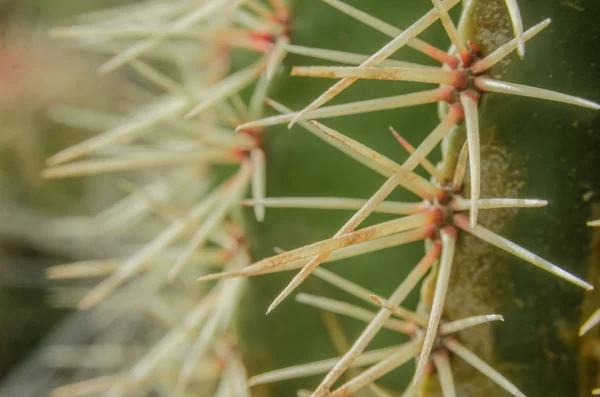 Barrel cactus doornen close-up — Stockfoto