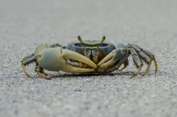 Krab modrý na silnici — Stock fotografie