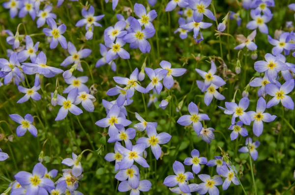 Blaue Blüten aus nächster Nähe — Stockfoto