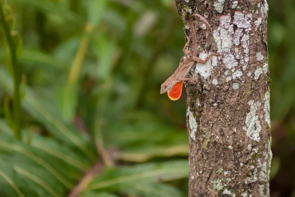 Lagarto Anole marrón en un árbol —  Fotos de Stock