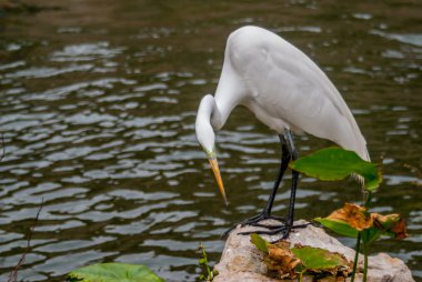 san antonio riverwalk üzerinde ak balıkçıl