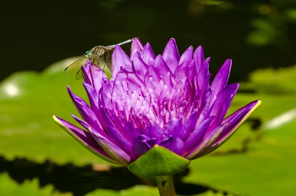 Yusufçuk mor Lily çiçek — Stok fotoğraf