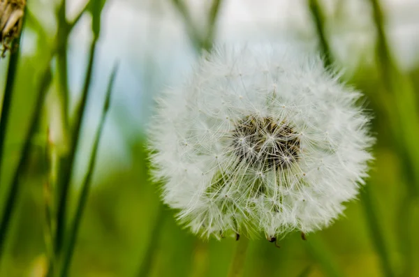 Dandelion — Stock Photo, Image