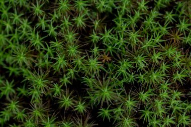 Great Smoky Dağları Ulusal Parkı 'nda orman zemininde büyüyen yıldız şekilli yosun dokusu