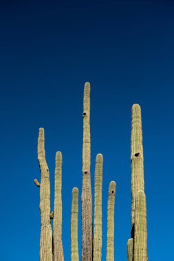 Arizona 'nın Sonoran Çölü' nde Mavi Gökteki Kuş Yuvalı Saguaro Kaktüsünün Tepeleri