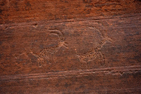 Two Animal Petroglyphs Slickrock Wall Buckskin Gulch — Stock Photo, Image