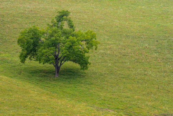 Einzelner Baum auf der Wiese — Stockfoto