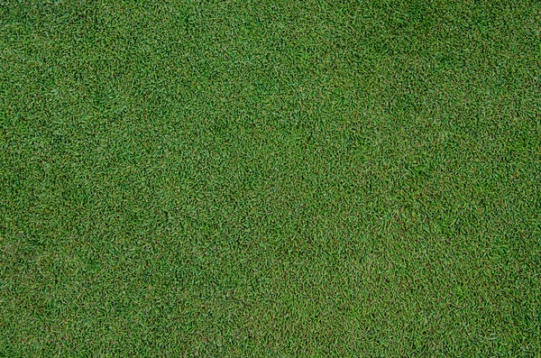 Golf Fringe Grass Close Up — Stock Photo, Image