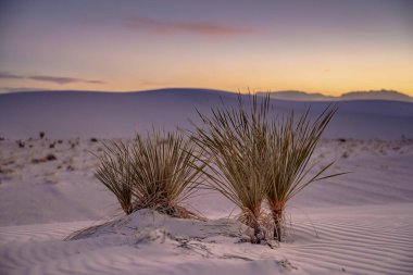 Beyaz Kumlar Ulusal Parkı 'nda Genç Yucca Bitkileri Gün Batımında