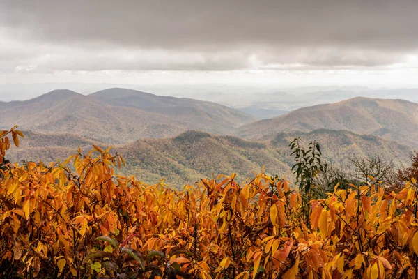 Světle Zlaté Listy Vyhlížejí Přes Blue Ridge Hory Podzim — Stock fotografie