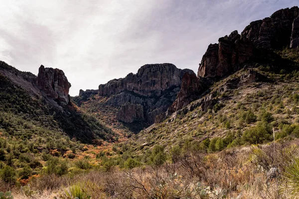 Fall Colors Pine Canyon Big Bend National Park — Stock Photo, Image