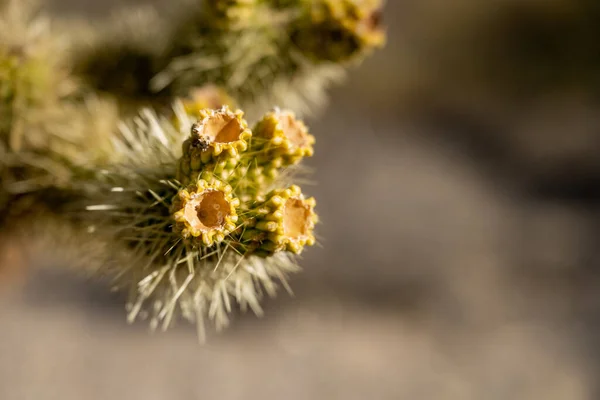 Restos Flores Cactus Cholla Osito Peluche Parque Nacional Saguaro —  Fotos de Stock