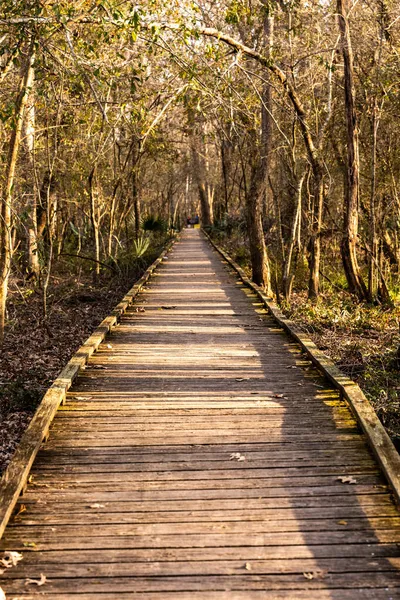 Longue Promenade Travers Les Marais Louisiane — Photo