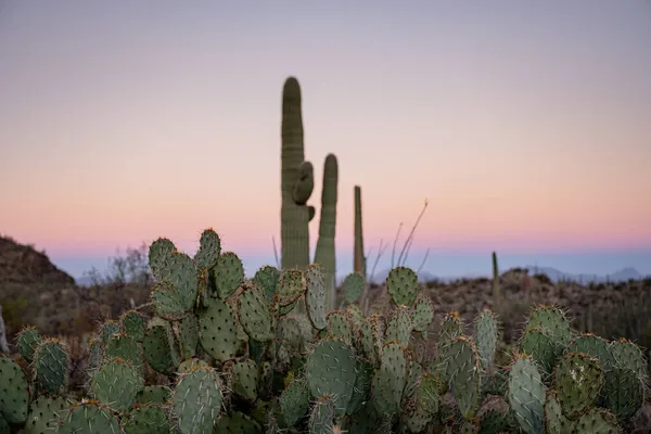 Saguaro National Park Sonoran Sunset 전면에 Prickly Pear Cactus — 스톡 사진