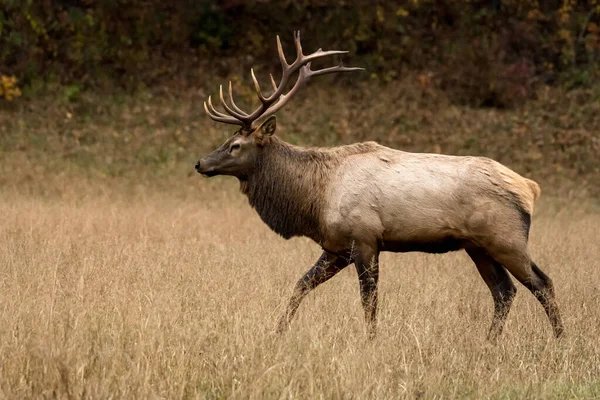 Profil Över Walking Bull Elk Cataloochee Valley Great Smoky Mountains — Stockfoto