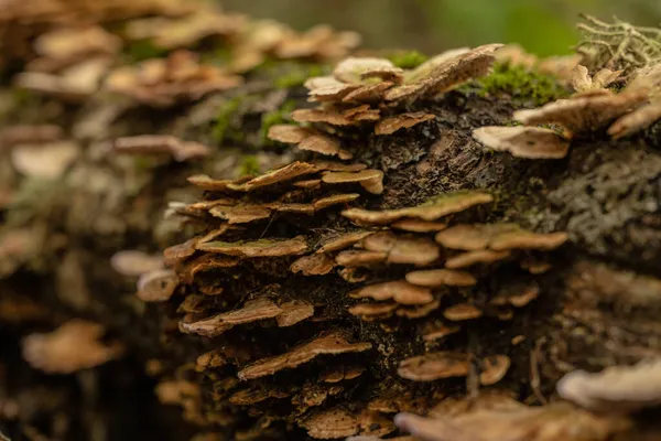 Selective Focus Mushrooms Clinging Tree Smokies — Stock Photo, Image