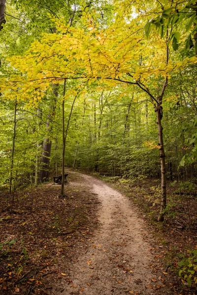 Small Yellow Tree Hangs Trail Forest Cuyahoga Valley National Park — Stock Photo, Image