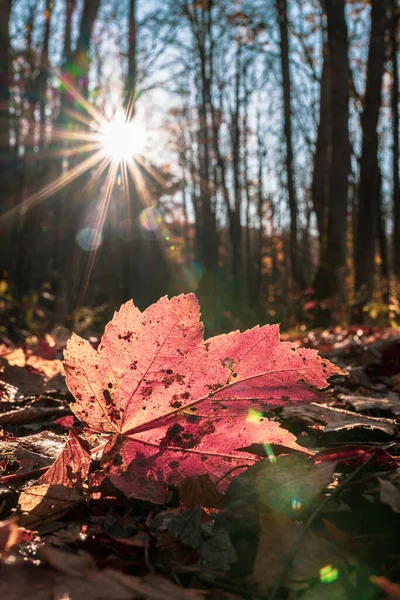Sunburst Backlights Fading Κόκκινο Φύλλο Στο Δάσος Smokies — Φωτογραφία Αρχείου