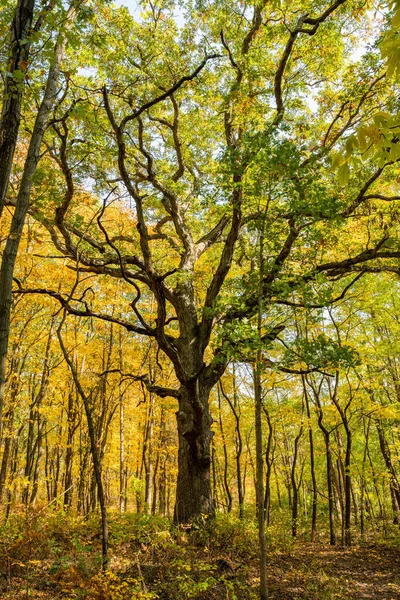 Indiana Dunes Ulusal Parkı 'ndaki Glenwood Kumulları Ormanı' ndaki Çarpık Ağaç