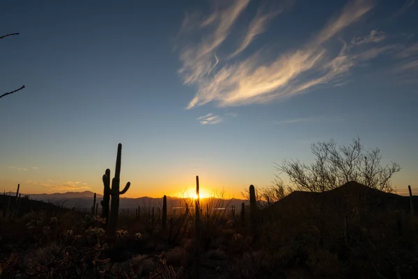 Whisky Felhő Saguaro Cacus Felett Naplementekor Arizonában — Stock Fotó